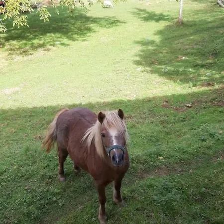 Au Coeur De La Nature Avec Ses Animaux *