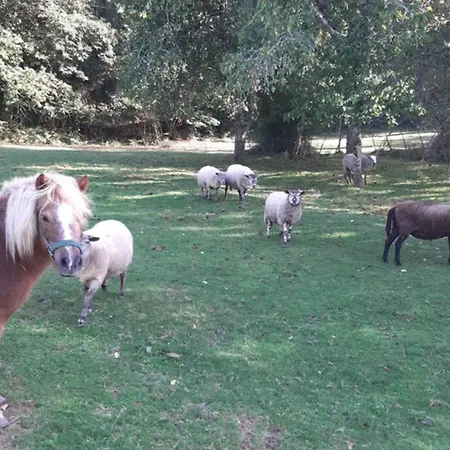 Au Coeur De La Nature Avec Ses Animaux Saint-Germain-du-Salembre