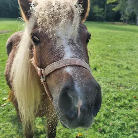 Au Coeur De La Nature Avec Ses Animaux Saint-Germain-du-Salembre