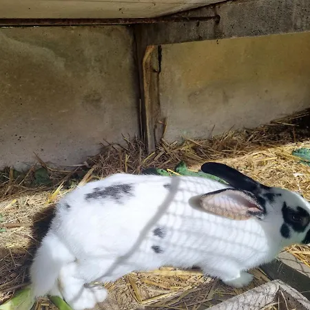 Au Coeur De La Nature Avec Ses Animaux Сasa de vacaciones