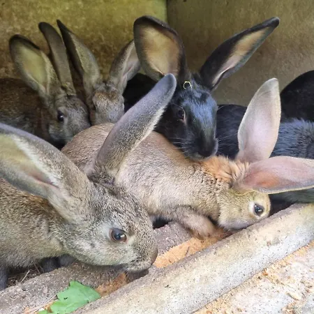 Au Coeur De La Nature Avec Ses Animaux Сasa de vacaciones
